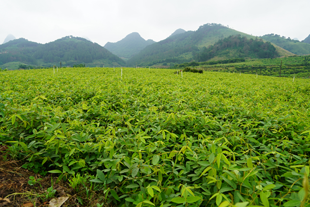 在平安镇陶庄村中药材种植基地,农民们正在进行中药材除草作业.