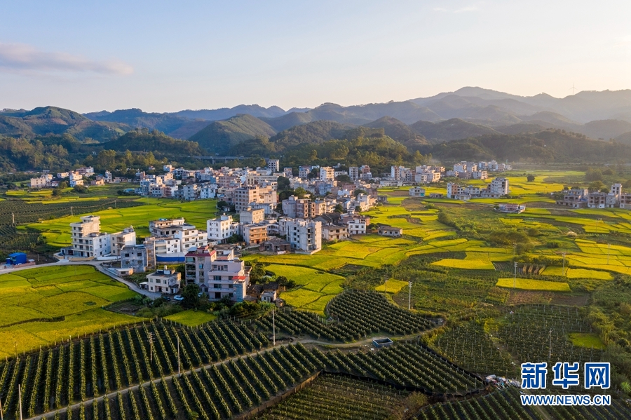 (何华文摄)无人机航拍广西岑溪市归义镇,稻田,火龙果基地与民居,青山