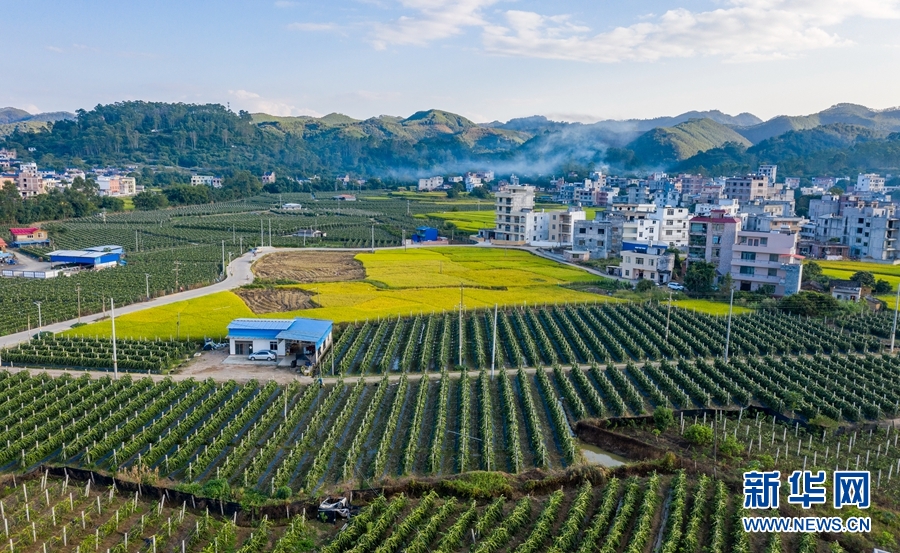 无人机航拍广西岑溪市归义镇,金黄的稻田,绿色的火龙果基地与民居