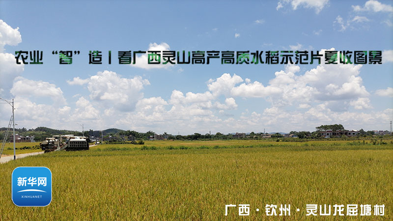 农业“智”造丨看广西灵山高产高质水稻示范片夏收图景
